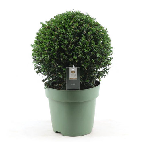 Barlind Common - Taxus Ball Ø32Cm P24