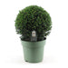 Barlind Common - Taxus Ball Ø32Cm P24