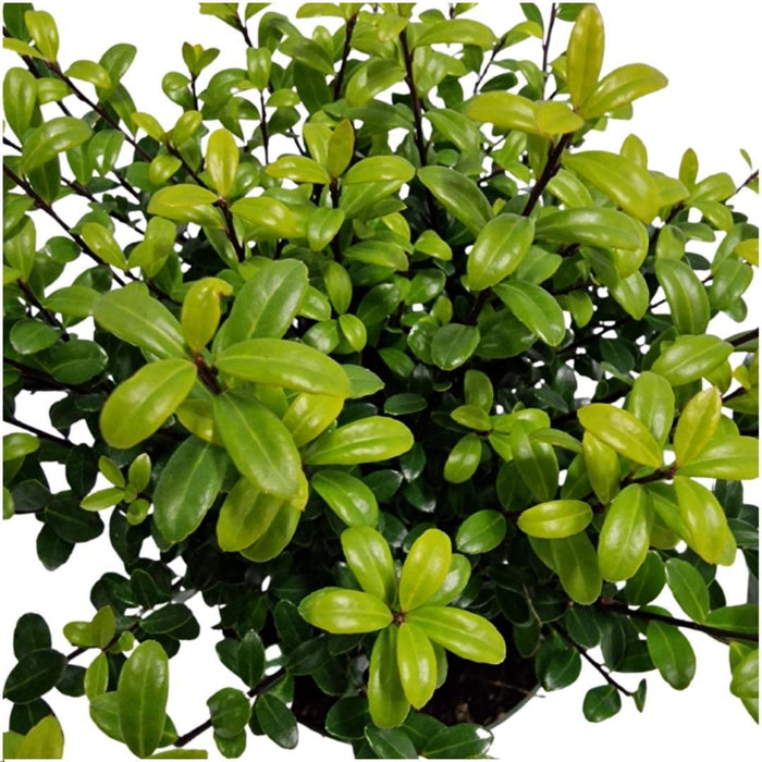 Ilex Crenata 'Jenny' - Sett Med 6 Stk