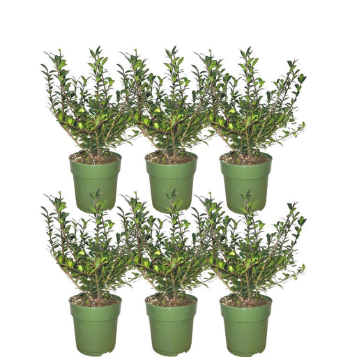 Ilex Crenata 'Jenny' - Sett Med 6 Stk