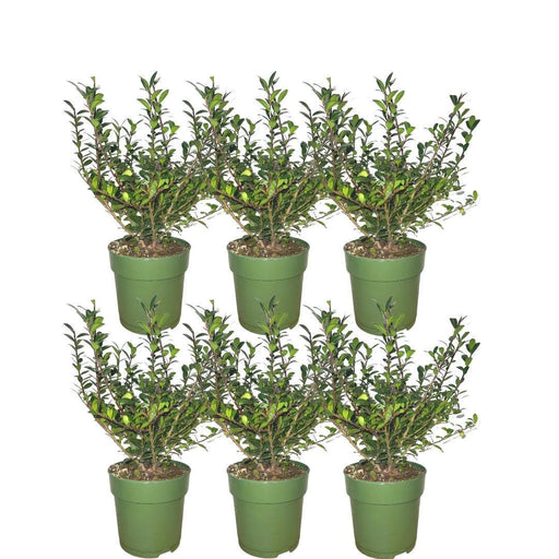 Ilex Crenata 'Jenny' - Sett Med 6 Stk