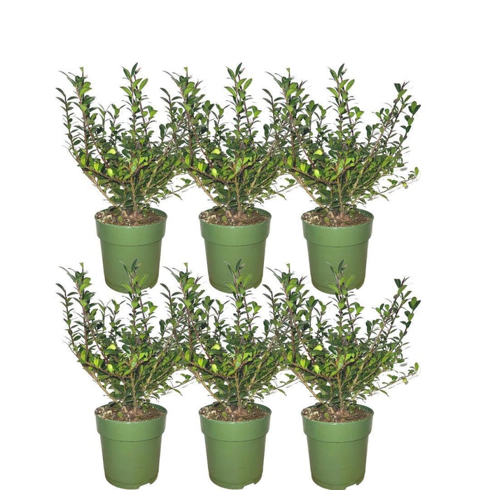 Ilex Crenata 'Jenny' - Sett Med 6 Stk