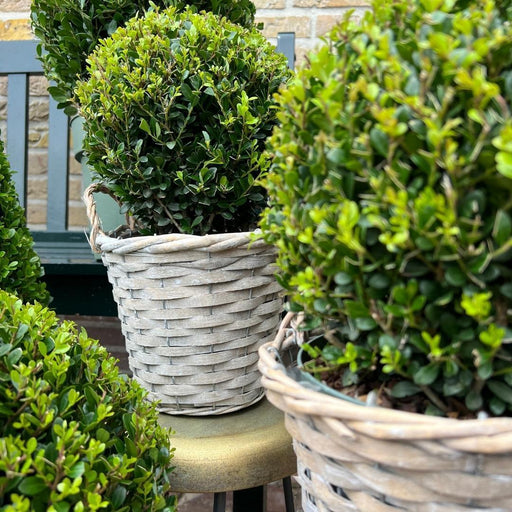 Ilex Crenata 'Jenny' And Their Basket X 2