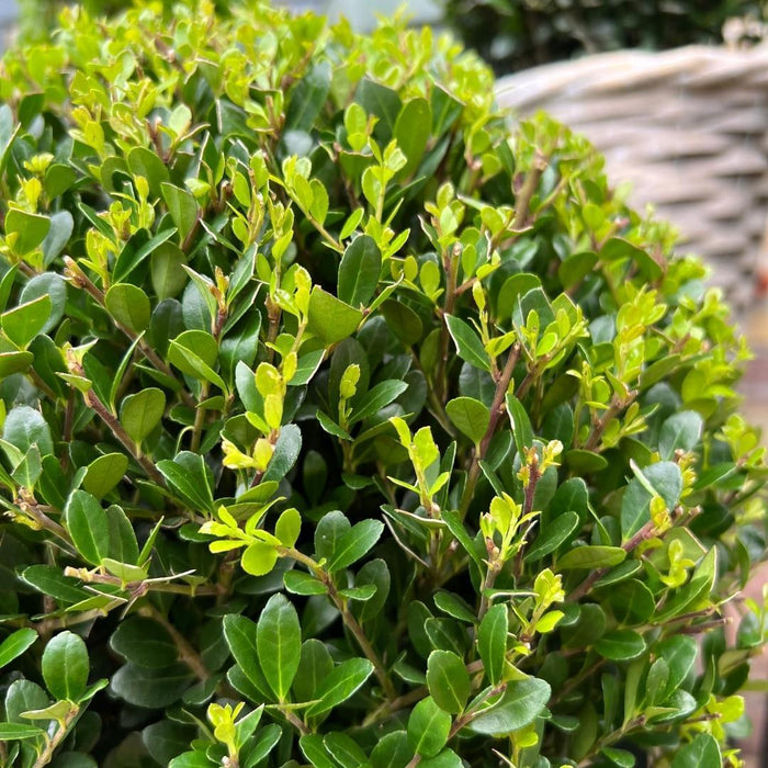 Ilex Crenata 'Jenny' And Their Basket X 2