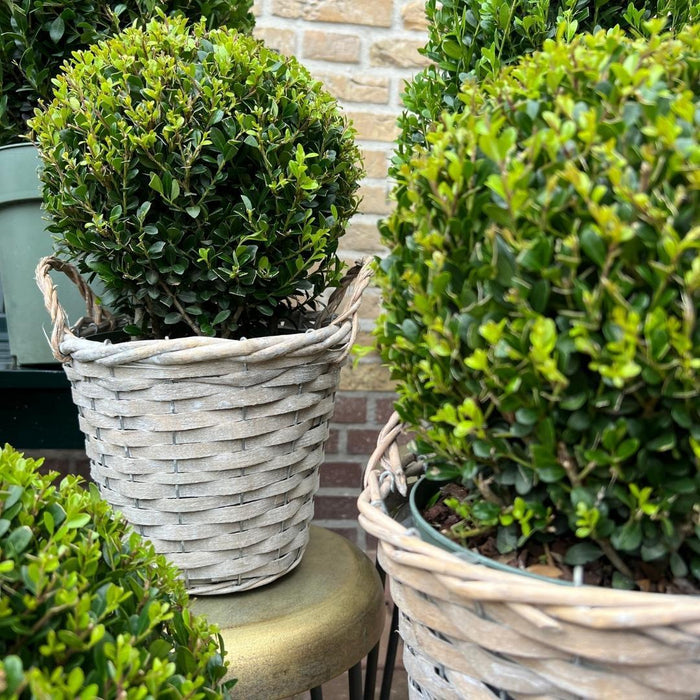 Ilex Crenata 'Jenny' And Their Basket X 2