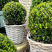 Ilex Crenata 'Jenny' And Their Basket X 2