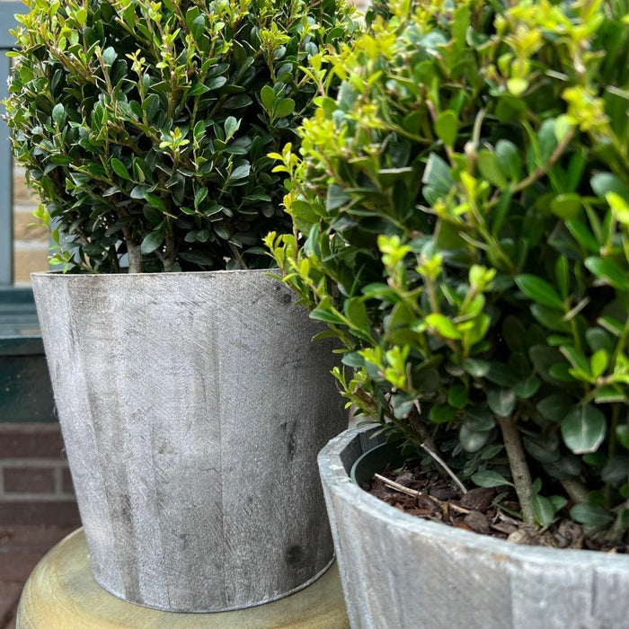 Ilex Crenata 'Jenny' And Their Pot X 2