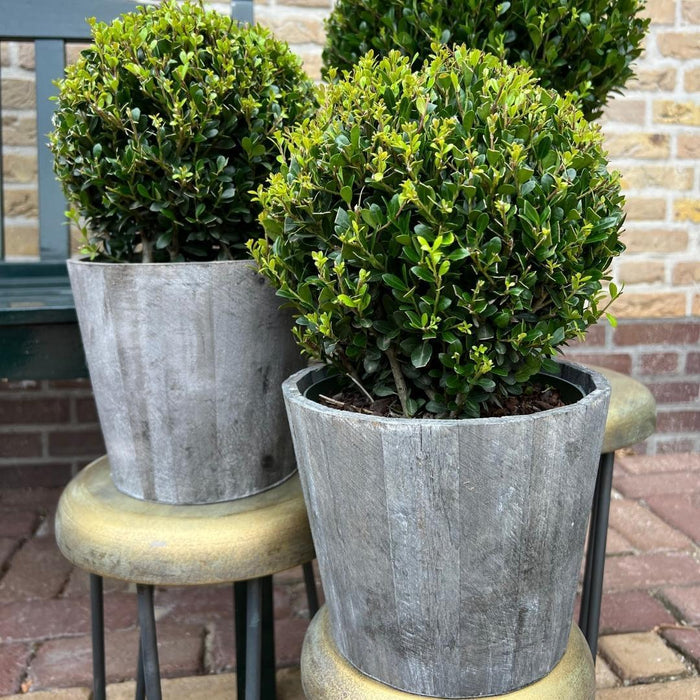 Ilex Crenata 'Jenny' And Their Pot X 2