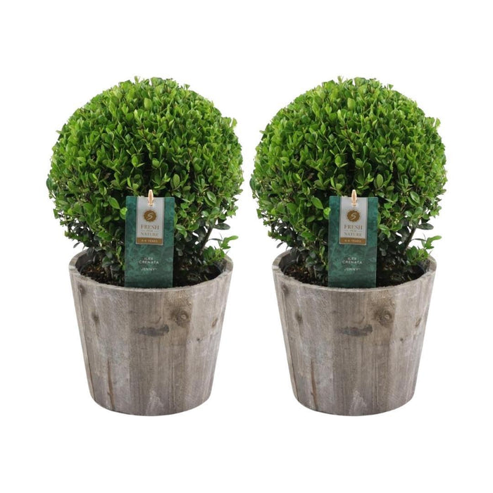 Ilex Crenata 'Jenny' And Their Pot X 2