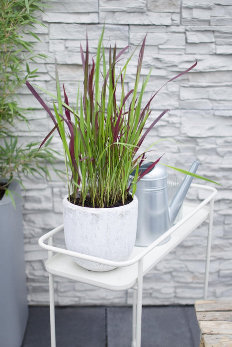 Imperata Cylindrica 'Red Baron' - ↨40Cm - Ø14 - Flerårig Plante