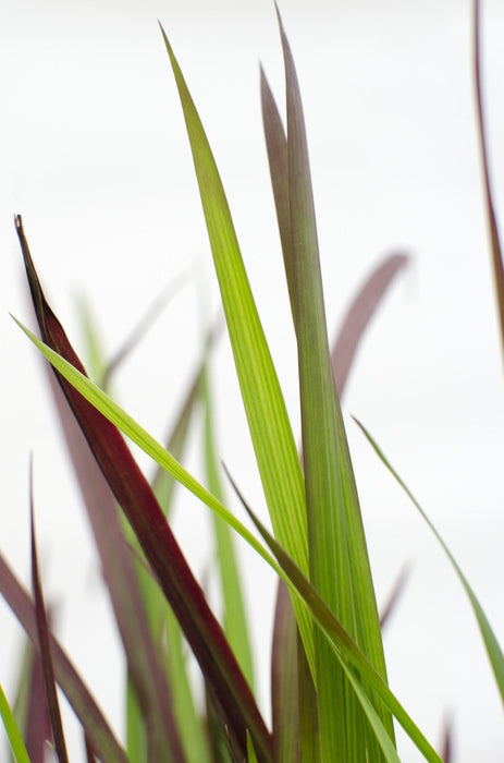 Imperata Cylindrica 'Red Baron' - ↨40Cm - Ø14 - Flerårig Plante