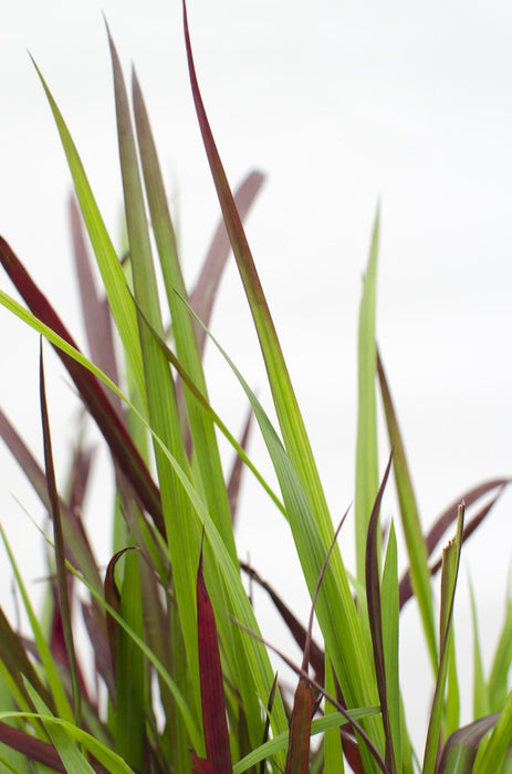 Imperata Cylindrica 'Red Baron' - ↨40Cm - Ø14 - Flerårig Plante