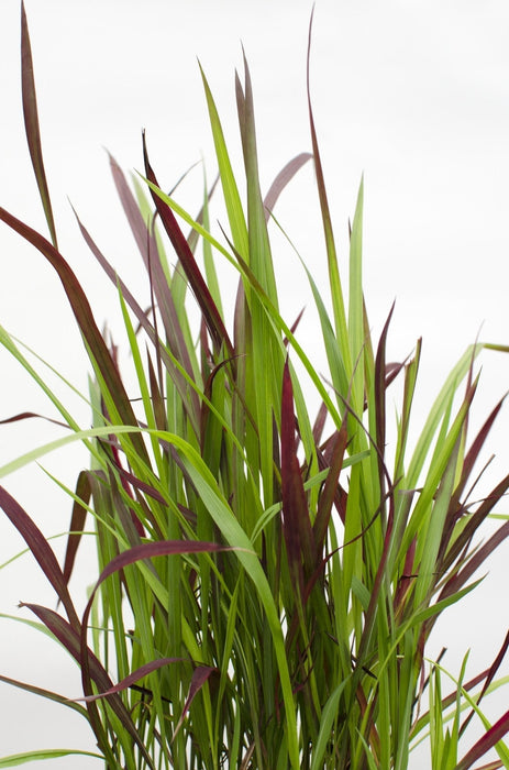 Imperata Cylindrica 'Red Baron' - ↨40Cm - Ø14 - Flerårig Plante