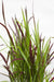 Imperata Cylindrica 'Red Baron' - ↨40Cm - Ø14 - Flerårig Plante