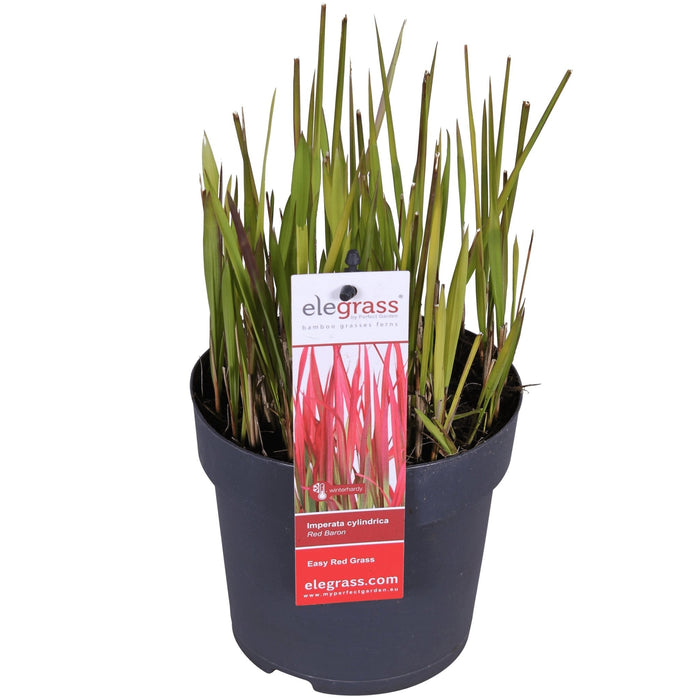 Imperata Cylindrica 'Red Baron' - ↨40Cm - Ø14 - Flerårig Plante