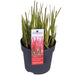 Imperata Cylindrica 'Red Baron' - ↨40Cm - Ø14 - Flerårig Plante