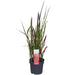 Imperata Cylindrica 'Red Baron' - ↨40Cm - Ø14 - Flerårig Plante