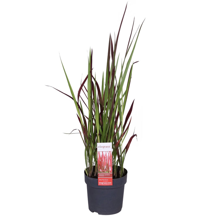 Imperata Cylindrica 'Red Baron' - ↨40Cm - Ø14 - Flerårig Plante