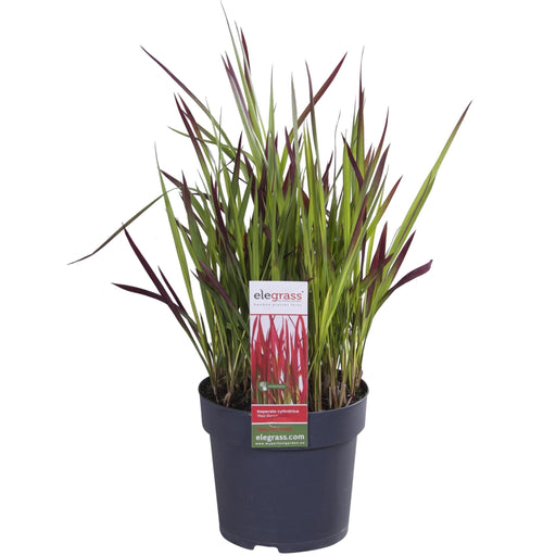 Imperata Cylindrica 'Red Baron' - ↨40Cm - Ø14 - Flerårig Plante