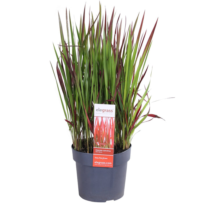 Imperata Sylindrisk 'Red Baron'