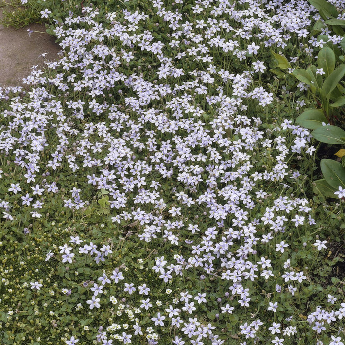 Isotoma Fluviatilis - 12X H25Cm D9Cm