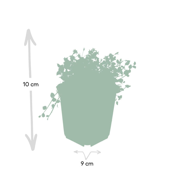 Isotoma Fluviatilis - 6X H25Cm D9Cm