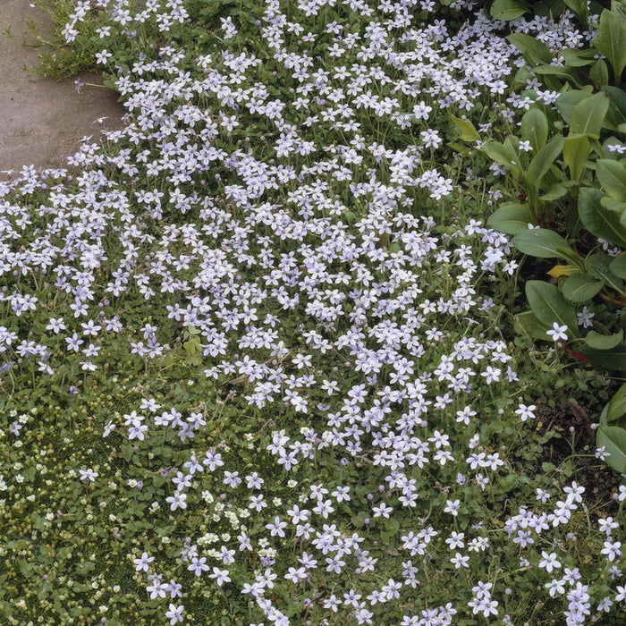 Isotoma Fluviatilis - 6X H25Cm D9Cm