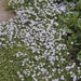 Isotoma Fluviatilis - 6X H25Cm D9Cm