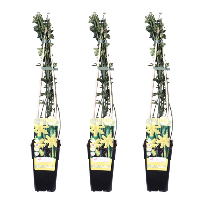 Winter Jasmine - Sett Med 3 - ↨65Cm - Ø15 - Utendørs Klatreanlegg