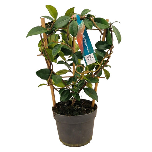 Star Jasmine D13Cm H40Cm