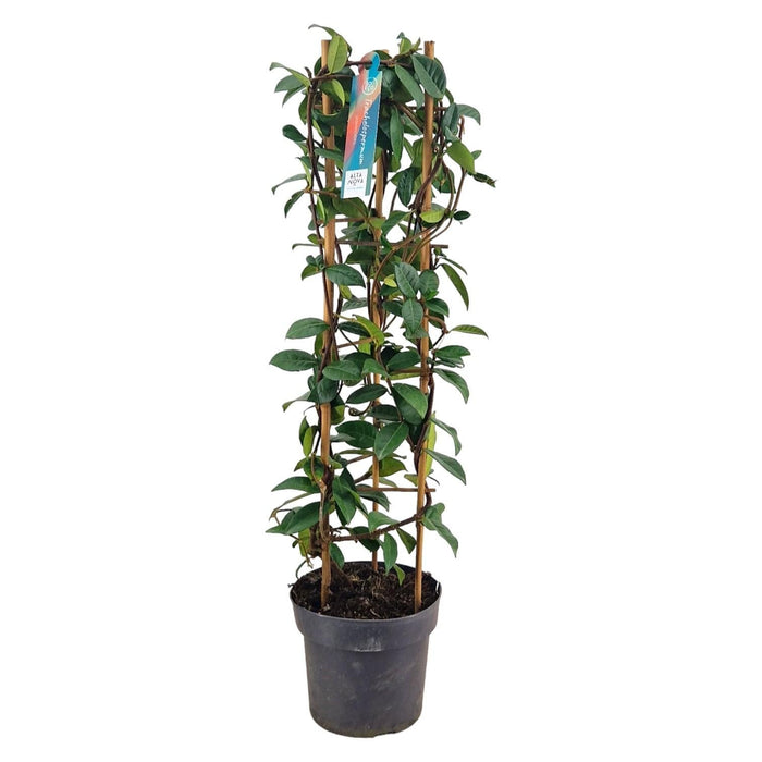 Star Jasmine D17Cm H75Cm