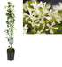 Star Jasmine D19Cm H100Cm