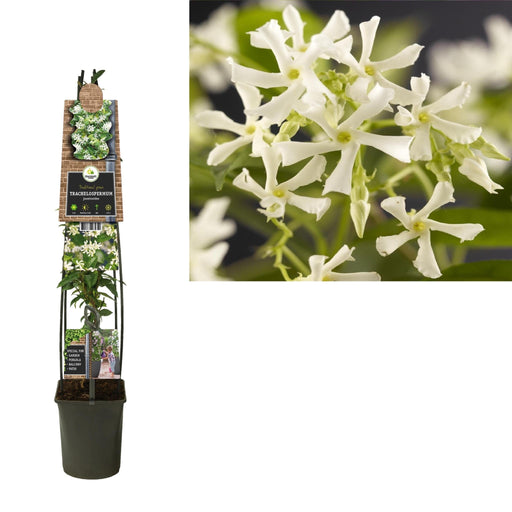 Star Jasmine D23Cm H115Cm