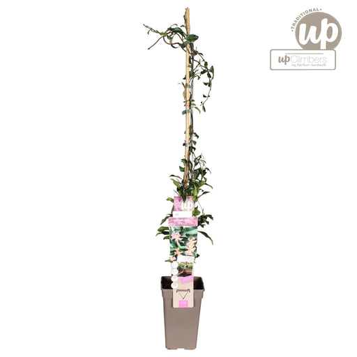 Ibiza Star Jasmine - Blomstrende Klatreplante