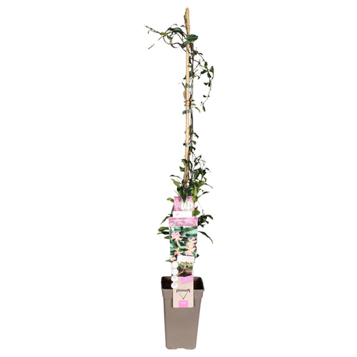 Ibiza Star Jasmine - Blomstrende Klatreplante