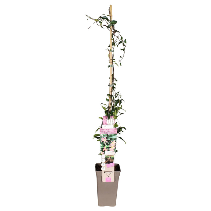 Ibiza Star Jasmine - Blomstrende Klatreplante