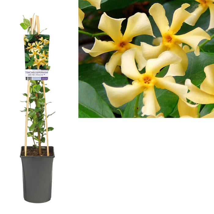 Star Jasmine Fra Toscana D17Cm H75Cm