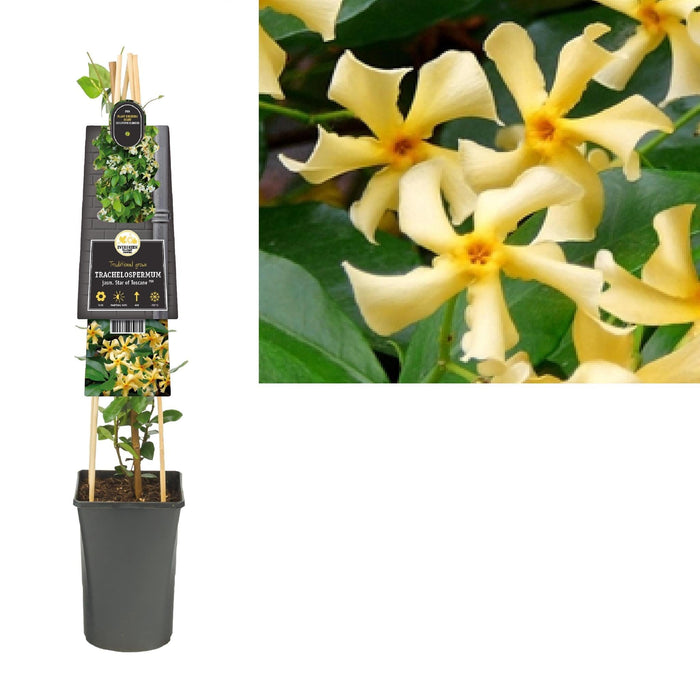 Star Jasmine Fra Toscana D17Cm H75Cm