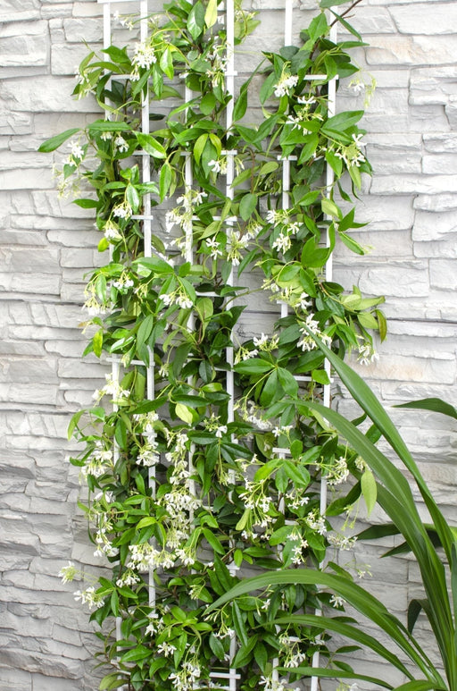 Star Jasmine - Sett Med 2 Jasminer