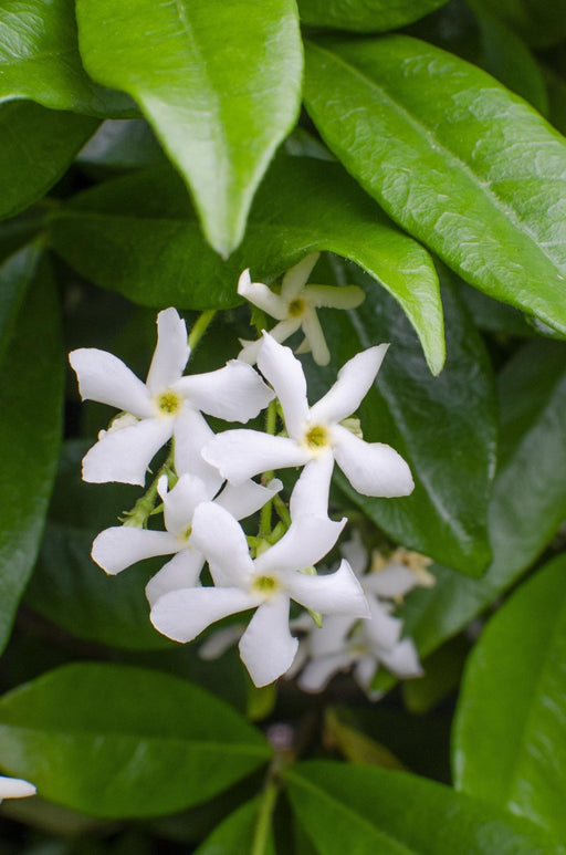 Star Jasmine - Sett Med 2 Jasminer