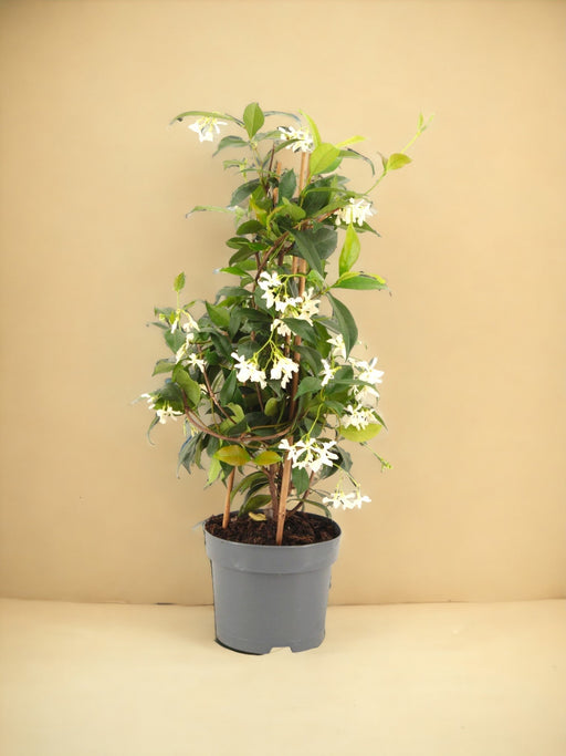 Star Jasmine Pyramid D15Cm H50Cm