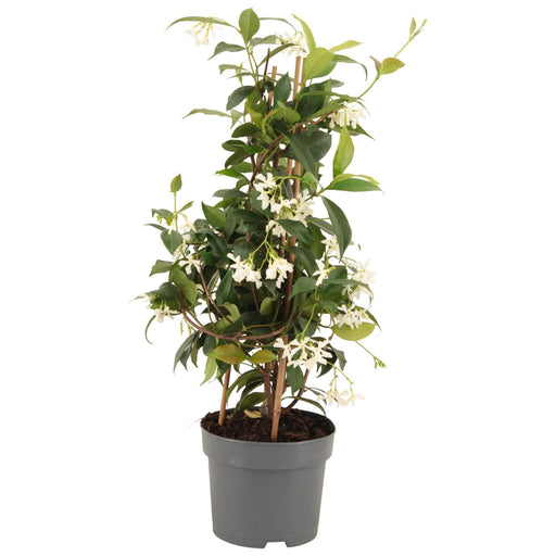 Star Jasmine Pyramid D15Cm H50Cm