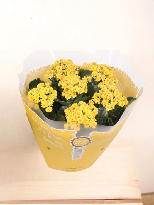 Kalanchoe Dobbel Gul D23Cm H27Cm