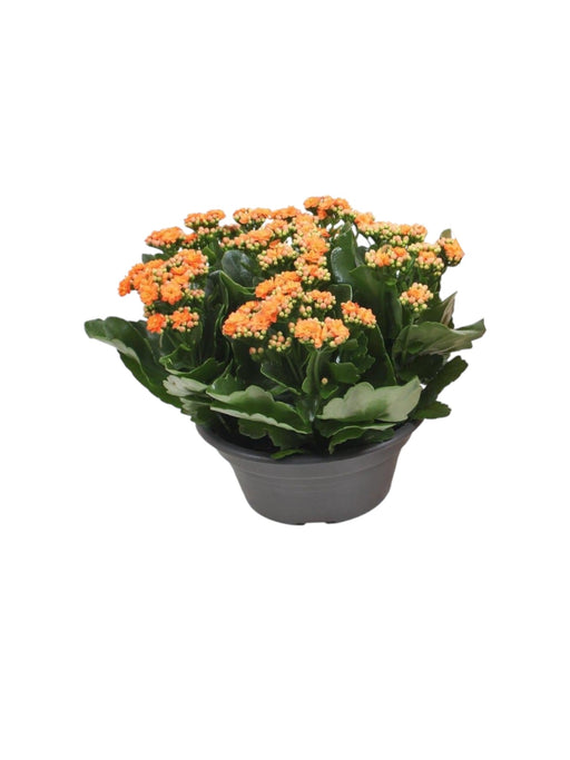 Kalanchoe Double Orange D23Cm H27Cm