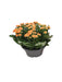 Kalanchoe Double Orange D23Cm H27Cm