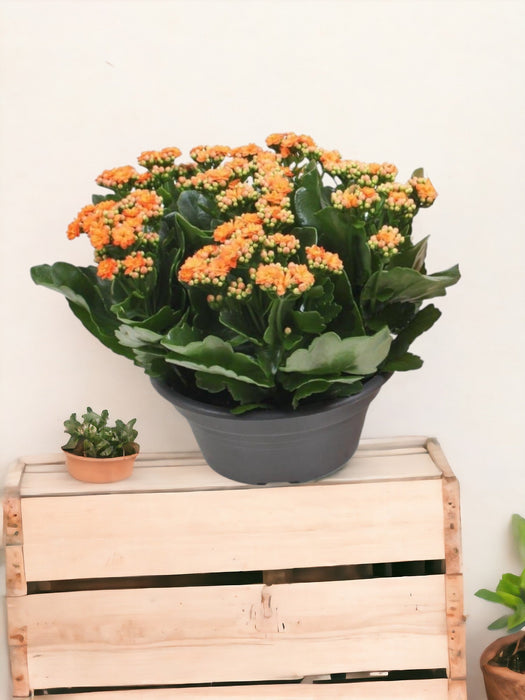 Kalanchoe Double Orange D23Cm H27Cm