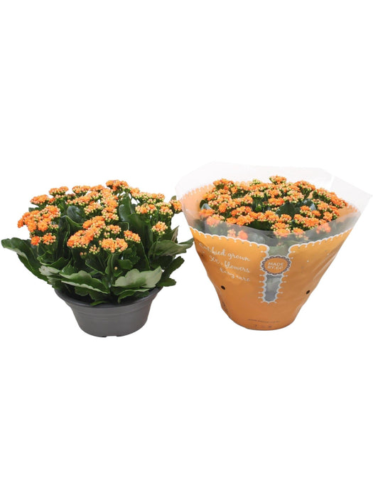 Kalanchoe Double Orange D23Cm H27Cm