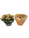 Kalanchoe Double Orange D23Cm H27Cm