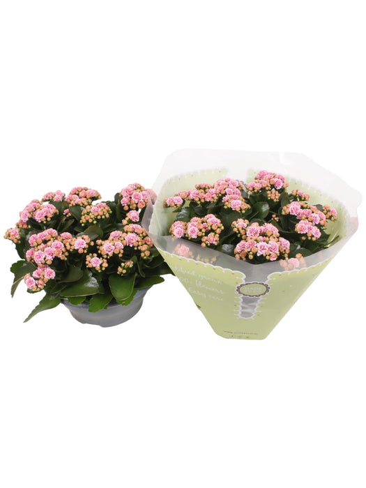 Kalanchoe Dobbel Rosa D23Cm H27Cm