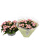 Kalanchoe Dobbel Rosa D23Cm H27Cm